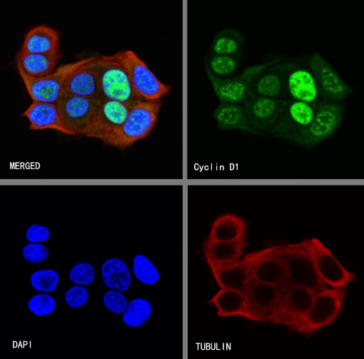 S-RMab® Cyclin D1 Recombinant Rabbit mAb (SDT-R423)