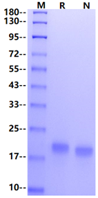 MOG His Tag Protein, Mouse