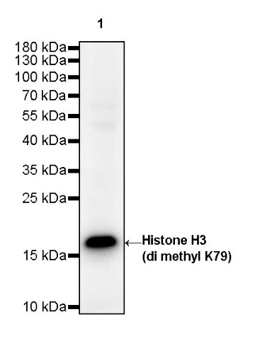 Histone H3 (di methyl K79) Rabbit polyclonal antibody