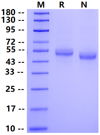Biotinylated CD4/LEU3 His&Avi Tag Protein, Cynomolgus