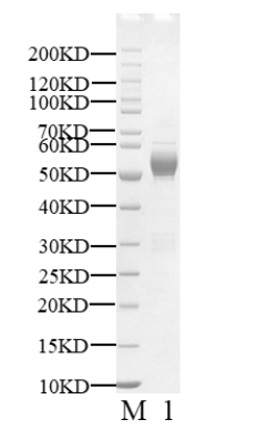 GLP1R full length Flag&His Tag Protein,Human