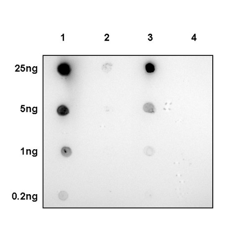 Histone H3 (di+tri methyl K79) Recombinant Rabbit mAb (S-854-48)