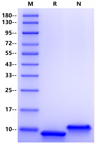 GRO beta/CXCL2 Protein, Human 
