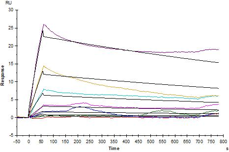 Invivo anti-mouse PD-1 Recombinant mAb (RMP1-14)