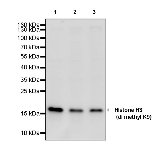Histone H3 (di methyl K9) Recombinant Rabbit mAb (S-903-52)