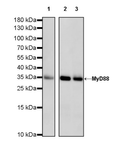 MyD88 Recombinant Rabbit mAb (S-788-32)
