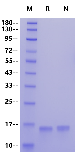 FABP4/ALBP His Tag Protein, Mouse