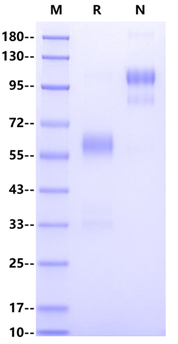 GCGR Fc Chimera Protein, Human