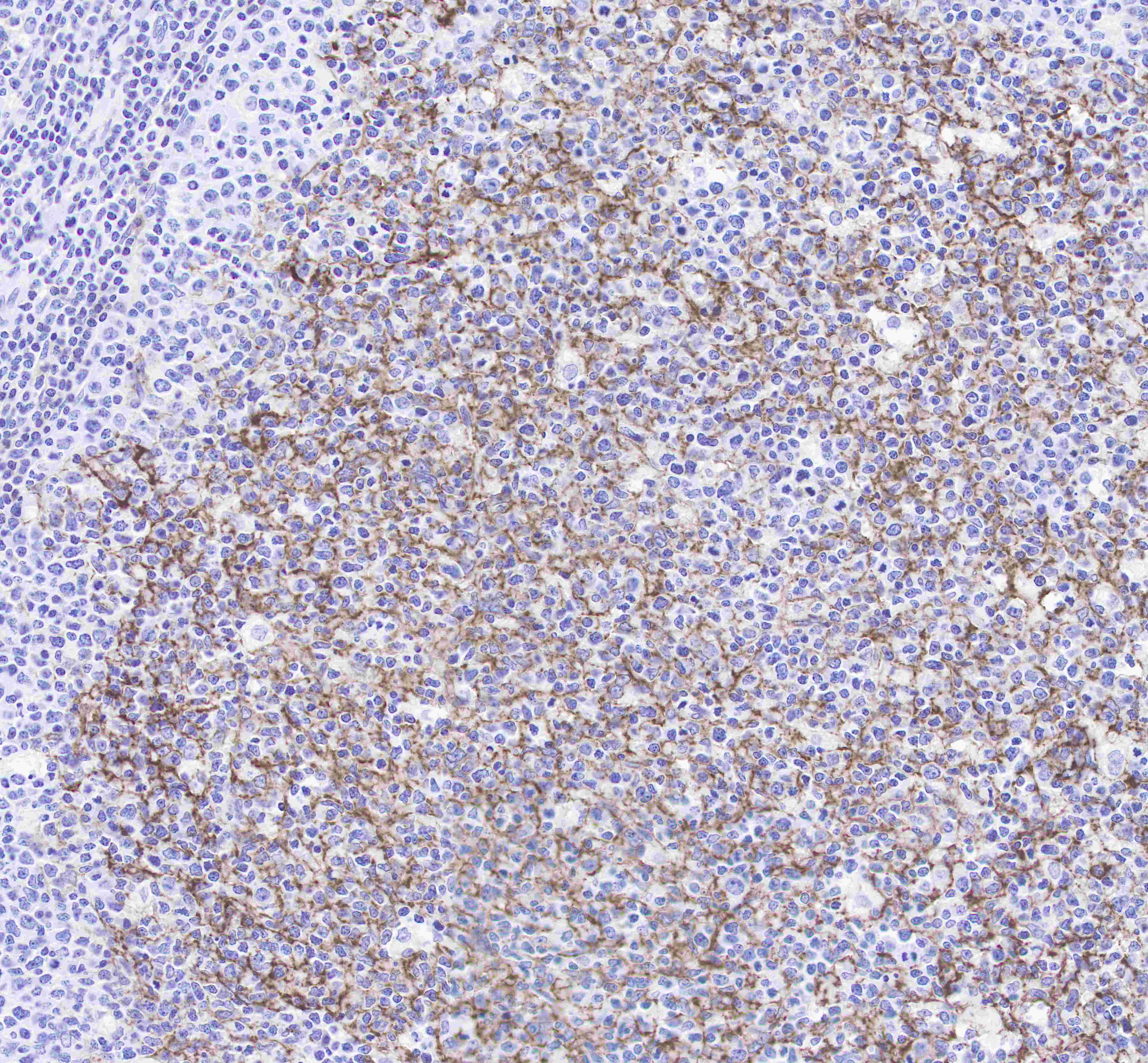 S-RMab® CD23 Recombinant Rabbit mAb (SDT-028-67)