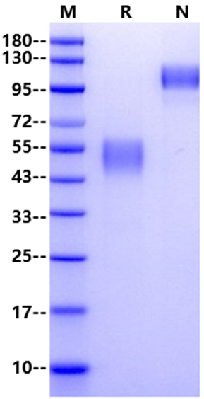 CD83 Fc Chimera Protein, Human