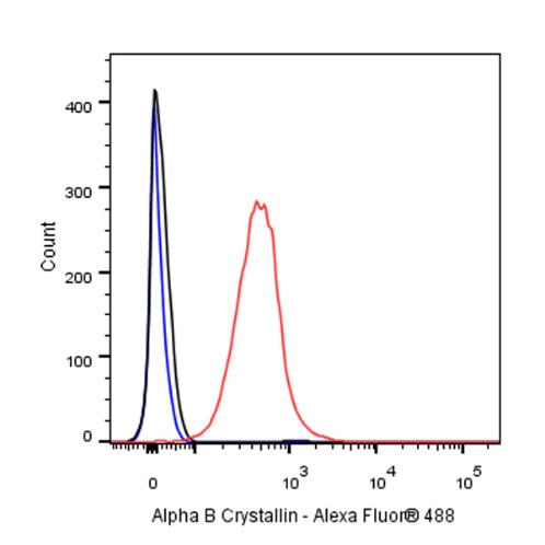 Alpha B Crystallin Recombinant Rabbit mAb (S-R216)