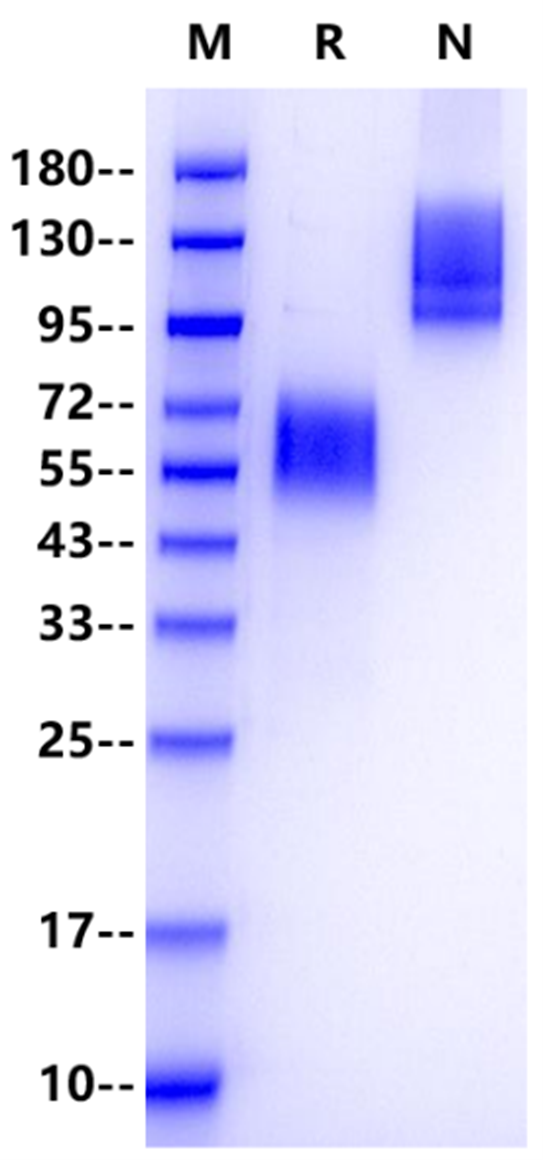 IL-18BP Fc Chimera Protein, Human