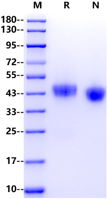 CD38 His Tag Protein, Cynomolgus