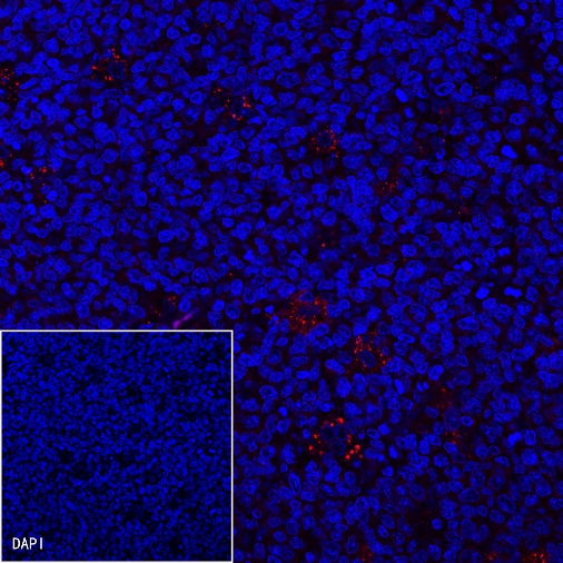 CD163 Recombinant Rabbit mAb (Alexa Fluor® 555 Conjugate) (S-222-171)