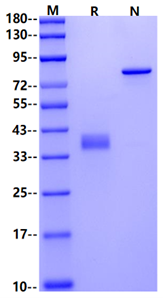 CXCL1 Protein, Human