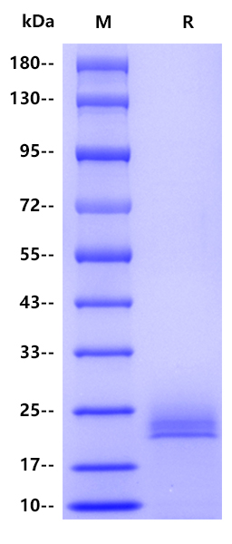 TOXGO SAG2（P22）, His tag