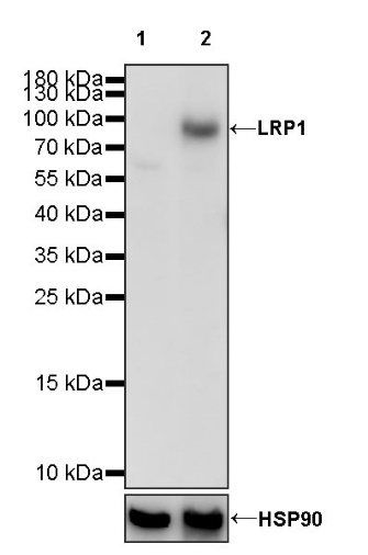 LRP1 Rabbit Polyclonal Antibody