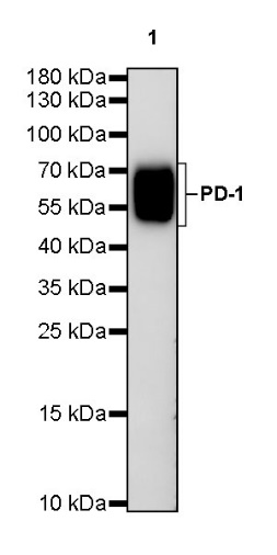Rat-Anti Mouse PD-1 Antibody (S-798-5)