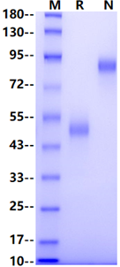 BAFFR Fc Chimera Protein, Mouse