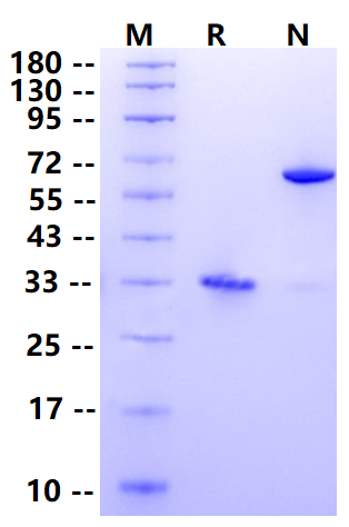 Biotinylated IgG1 Fc&Avi&His Tag Protein, Human