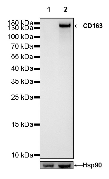 S-RMab® CD163 Recombinant Rabbit mAb (SDT-R164)