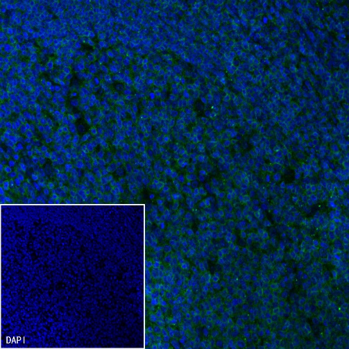 Goat Anti-Mouse IgG(H+L) (FITC Conjugate)