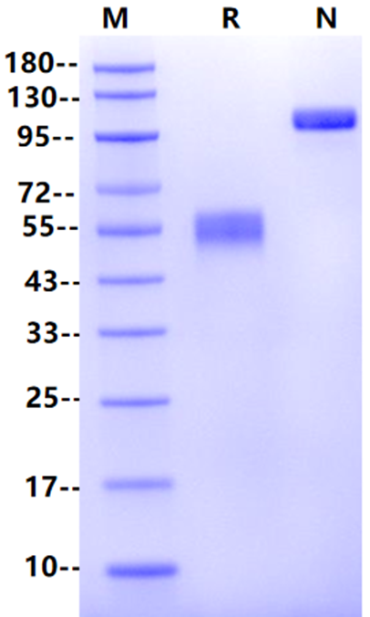 CD79B Fc Chimera Protein, Human