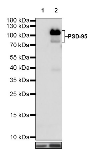 PSD-95 Recombinant Rabbit mAb (S-R311)