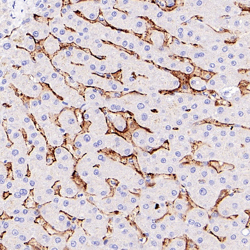 CD14 Mouse mAb (SDT-411-1)