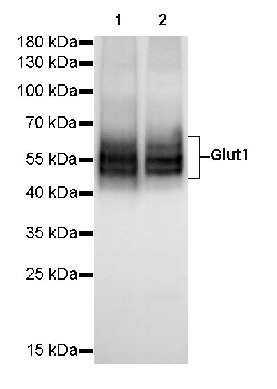 S-RMab® GLUT1 Recombinant Rabbit mAb (SDT-047-53)
