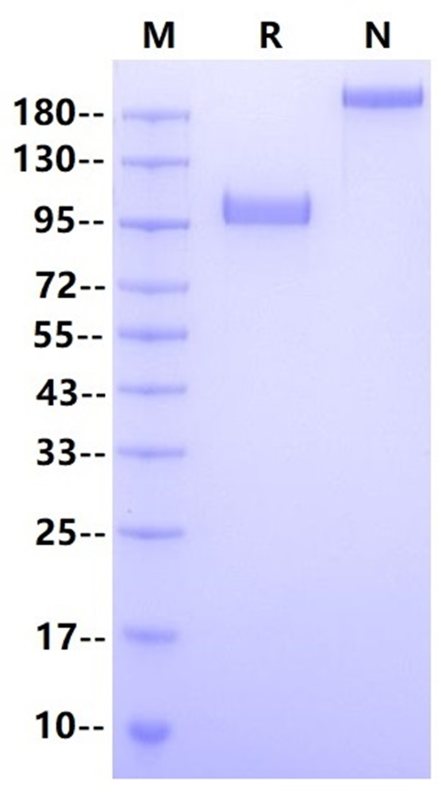 Siglec-10 Fc Chimera Protein, Human