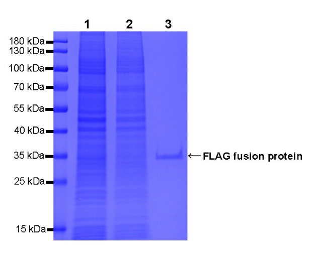 Anti-FLAG (DYKDDDDK) Tag agarose Beads