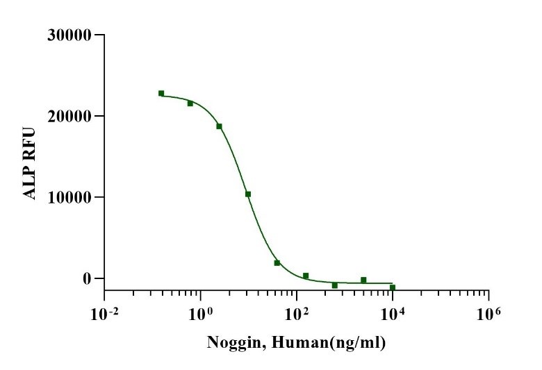 Noggin Protein, Human