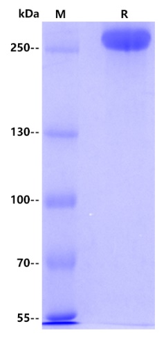 Human CD35, His tag
