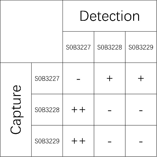 Influenza A nucleoprotein Recombinant Rabbit mAb (SDT-695-11)