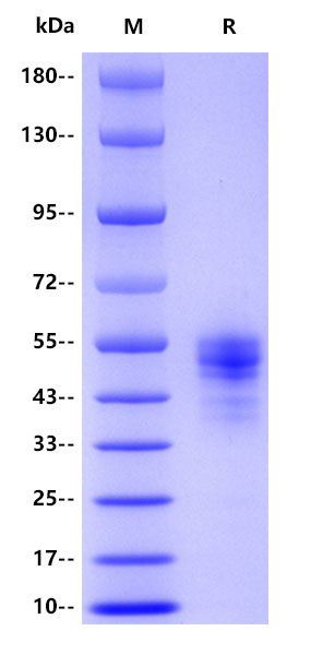 Human CD14, His tag