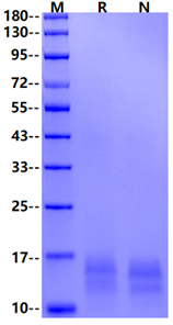 BCMA/TNFRSF17 His Tag Protein, Mouse