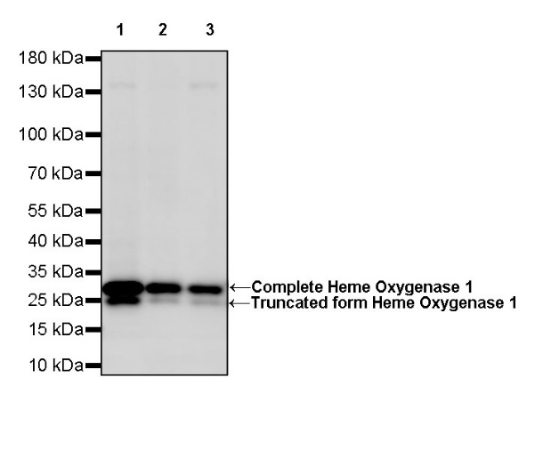 Heme Oxygenase 1 Recombinant Rabbit mAb (S-R334)