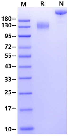 CEACAM-5/CD66e Fc Chimera Protein, Human