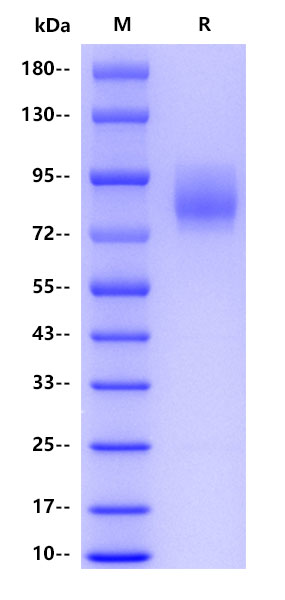 Human CD55, hFc tag