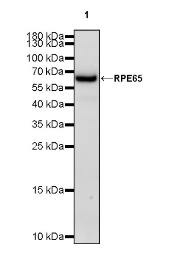 RPE65 Recombinant Rabbit mAb (S-525-124)