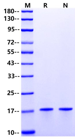 FGF-10 Protein, Mouse