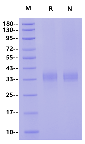 TROP1/EpCAM His Tag Protein, Cynomolgus