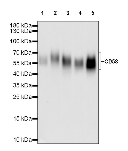 CD58 Recombinant Rabbit mAb (S-1046-14)