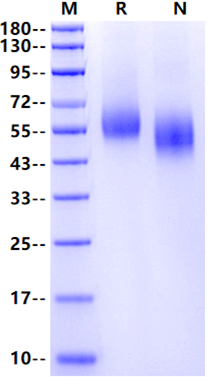 CD155/PVR His Tag Protein, Mouse