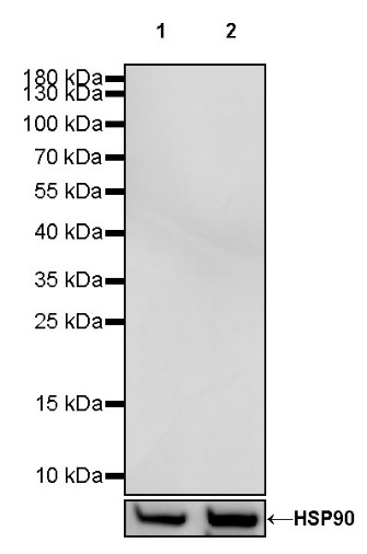 Invivo mouse IgG1 isotype control (D265A)