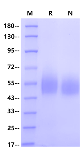 B7-H4 His Tag Protein, Cynomolyus
