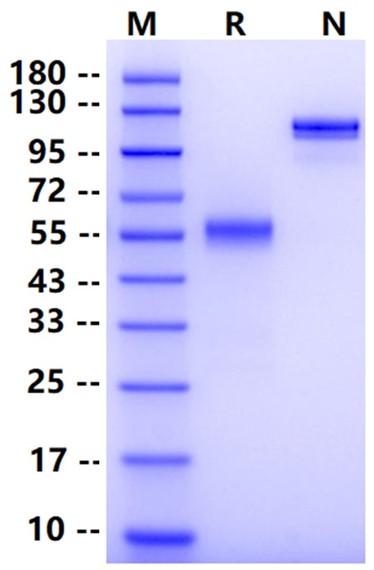 Biotinylated LAIR1 Fc&Avi Tag Protein, Human