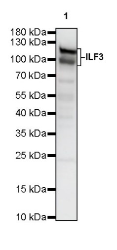ILF3 Recombinant Rabbit mAb (S-R342)
