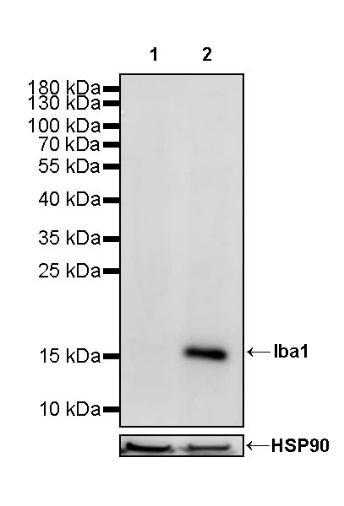 Iba1 Recombinant Rabbit mAb (S-484-18)
